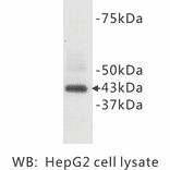 Western Blot - Anti-CD9 Antibody (BPA1022) - Antibodies.com