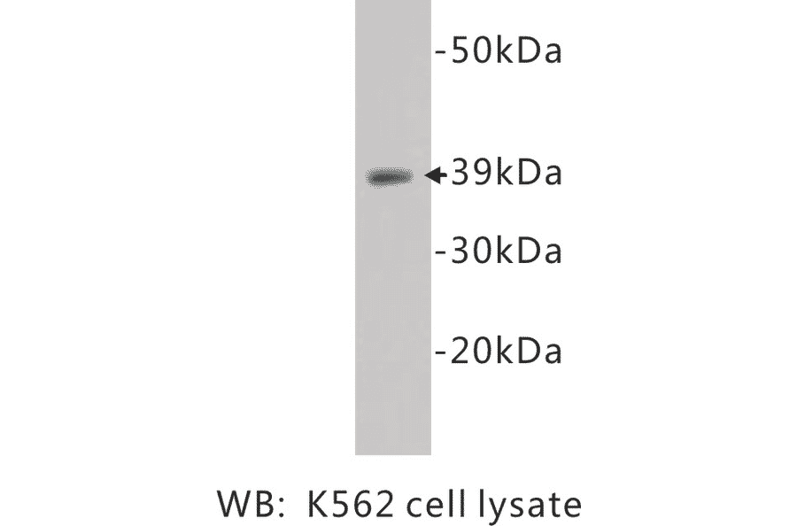 Western Blot - Anti-CD14 Antibody (BPA1024) - Antibodies.com