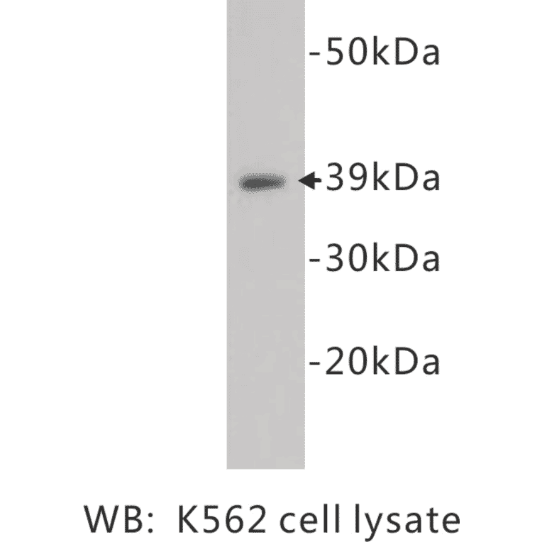 Western Blot - Anti-CD14 Antibody (BPA1024) - Antibodies.com