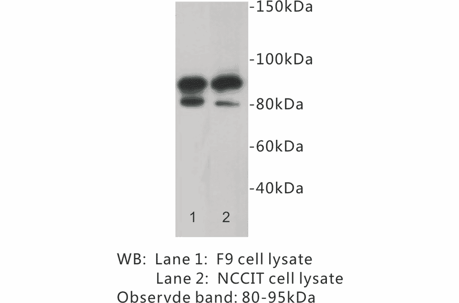 Western Blot - Anti-CD19 Antibody (BPA1025) - Antibodies.com