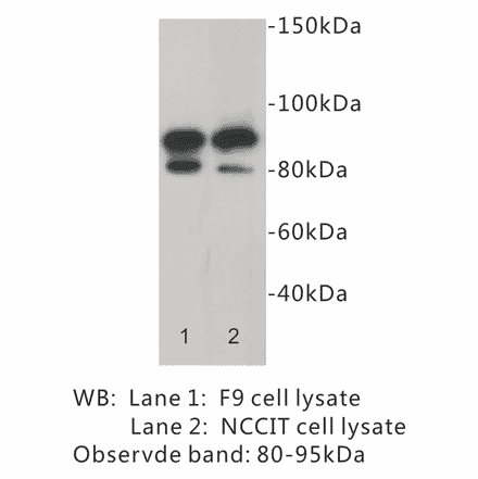 Western Blot - Anti-CD19 Antibody (BPA1025) - Antibodies.com