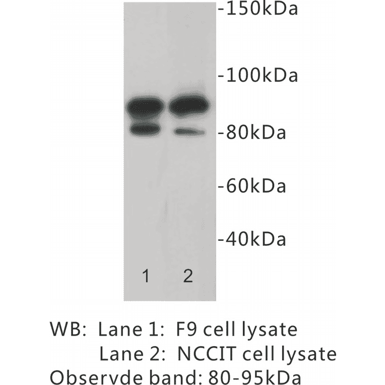 Western Blot - Anti-CD19 Antibody (BPA1025) - Antibodies.com