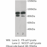 Western Blot - Anti-CD19 Antibody (BPA1025) - Antibodies.com