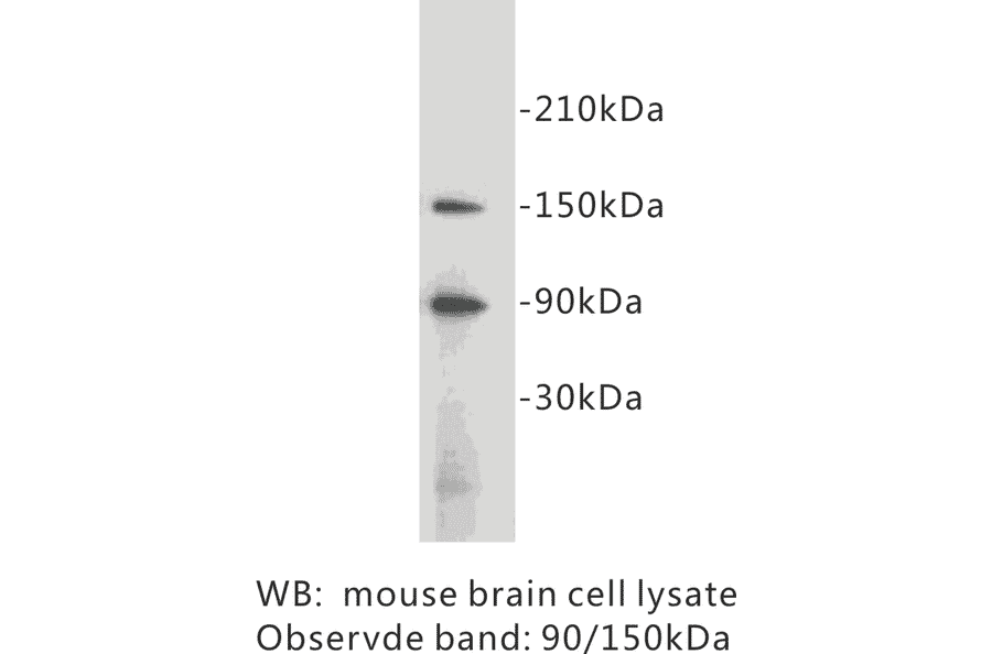 Western Blot - Anti-CD34 Antibody (BPA1026) - Antibodies.com