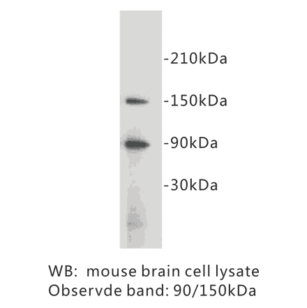 Western Blot - Anti-CD34 Antibody (BPA1026) - Antibodies.com