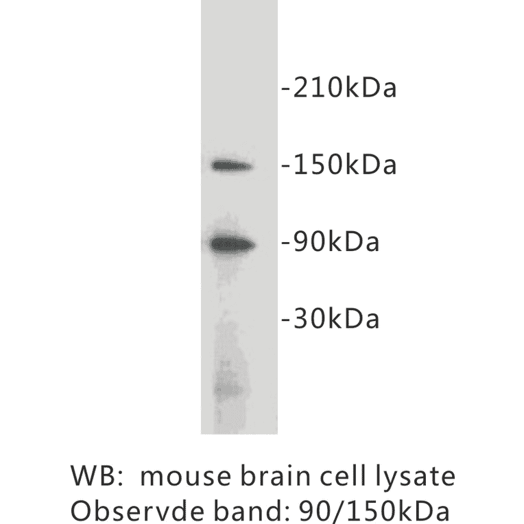 Western Blot - Anti-CD34 Antibody (BPA1026) - Antibodies.com