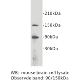 Western Blot - Anti-CD34 Antibody (BPA1026) - Antibodies.com