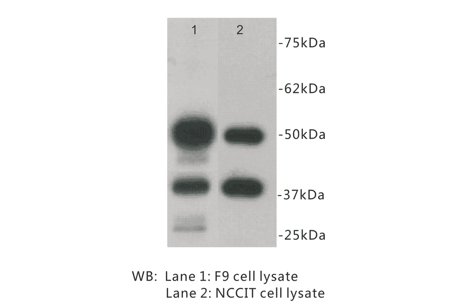 Western Blot - Anti-CD79 alpha antibody (BPA1028) - Antibodies.com