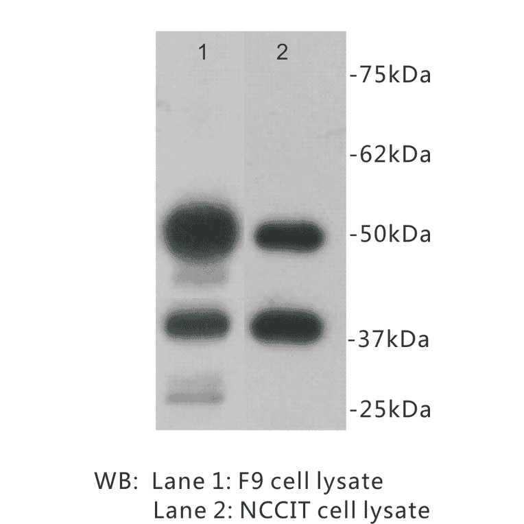 Western Blot - Anti-CD79 alpha antibody (BPA1028) - Antibodies.com
