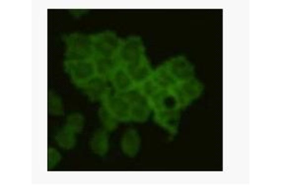 Immunocytochemistry - Anti-CD79 alpha antibody (BPA1028) - Antibodies.com