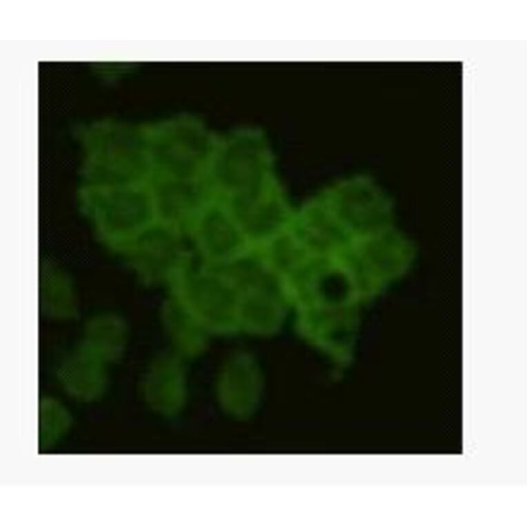 Immunocytochemistry - Anti-CD79 alpha antibody (BPA1028) - Antibodies.com