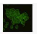 Immunocytochemistry - Anti-CD79 alpha antibody (BPA1028) - Antibodies.com