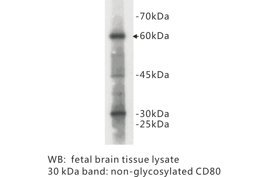 Western Blot - Anti-CD80 Antibody (BPA1029) - Antibodies.com