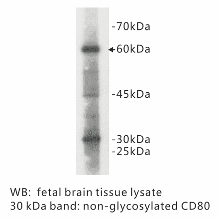 Western Blot - Anti-CD80 Antibody (BPA1029) - Antibodies.com