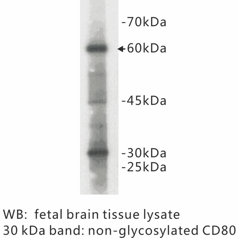 Western Blot - Anti-CD80 Antibody (BPA1029) - Antibodies.com