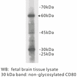 Western Blot - Anti-CD80 Antibody (BPA1029) - Antibodies.com