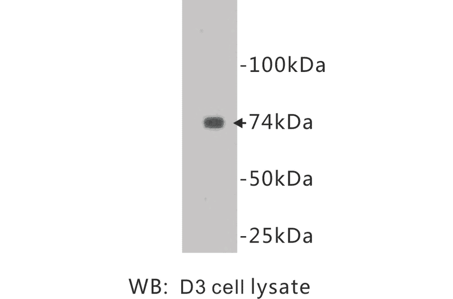 Western Blot - Anti-CD105 Antibody (BPA1030) - Antibodies.com
