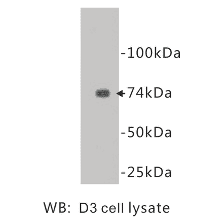 Western Blot - Anti-CD105 Antibody (BPA1030) - Antibodies.com