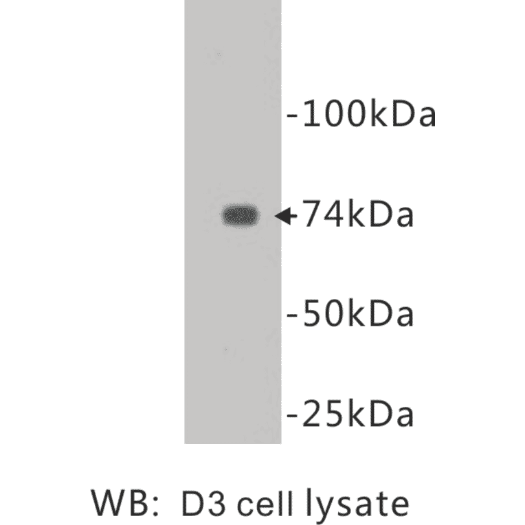 Western Blot - Anti-CD105 Antibody (BPA1030) - Antibodies.com