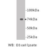 Western Blot - Anti-CD105 Antibody (BPA1030) - Antibodies.com