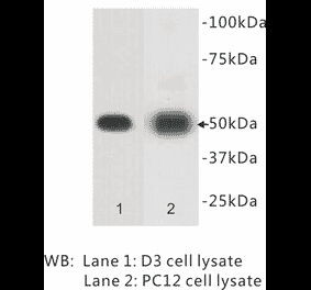 Western Blot - Anti-CD271 Antibody (BPA1033) - Antibodies.com