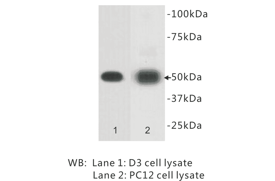 Western Blot - Anti-CD271 Antibody (BPA1033) - Antibodies.com