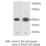 Western Blot - Anti-CD271 Antibody (BPA1033) - Antibodies.com