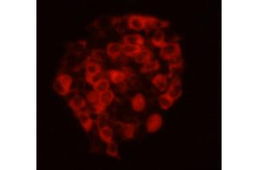 Immunocytochemistry - Anti-CELSR2 Antibody (BPA1035) - Antibodies.com