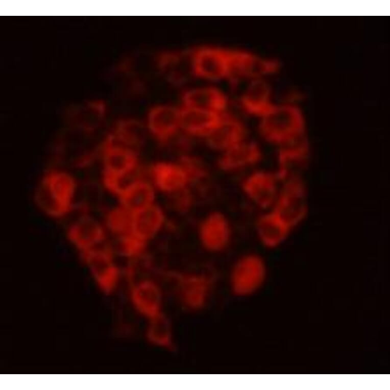 Immunocytochemistry - Anti-CELSR2 Antibody (BPA1035) - Antibodies.com