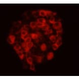 Immunocytochemistry - Anti-CELSR2 Antibody (BPA1035) - Antibodies.com