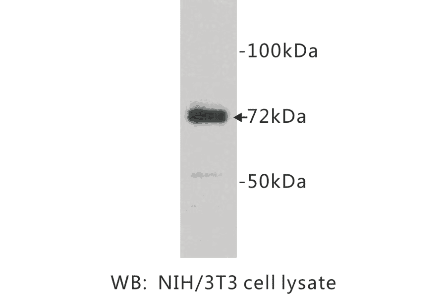 Western Blot - Anti-COX1 Antibody (BPA1040) - Antibodies.com
