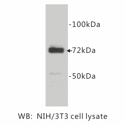 Western Blot - Anti-COX1 Antibody (BPA1040) - Antibodies.com