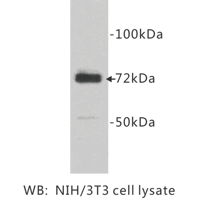 Western Blot - Anti-COX1 Antibody (BPA1040) - Antibodies.com