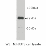 Western Blot - Anti-COX1 Antibody (BPA1040) - Antibodies.com