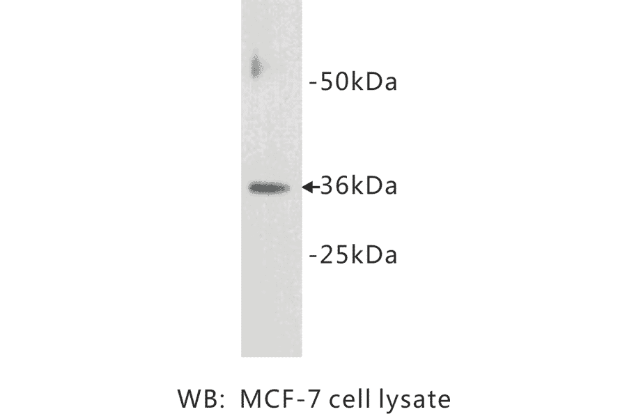 Western Blot - Anti-Cyclin D1 Antibody (BPA1041) - Antibodies.com
