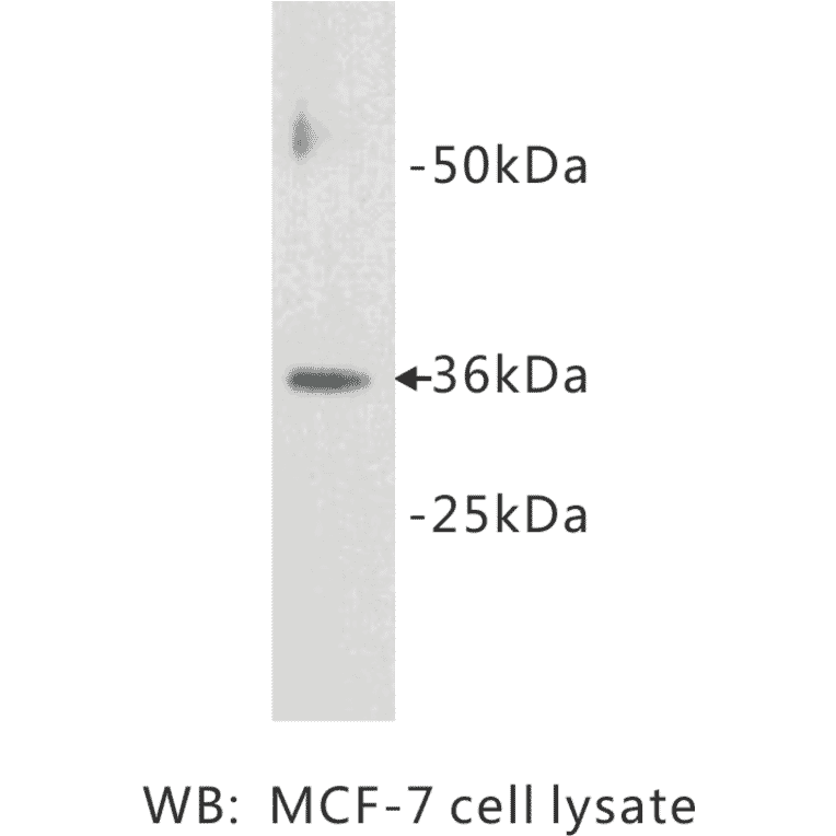 Western Blot - Anti-Cyclin D1 Antibody (BPA1041) - Antibodies.com