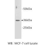 Western Blot - Anti-Cyclin D1 Antibody (BPA1041) - Antibodies.com
