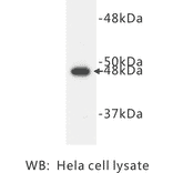 Western Blot - Anti-Cytokeratin 17 Antibody (BPA1043) - Antibodies.com