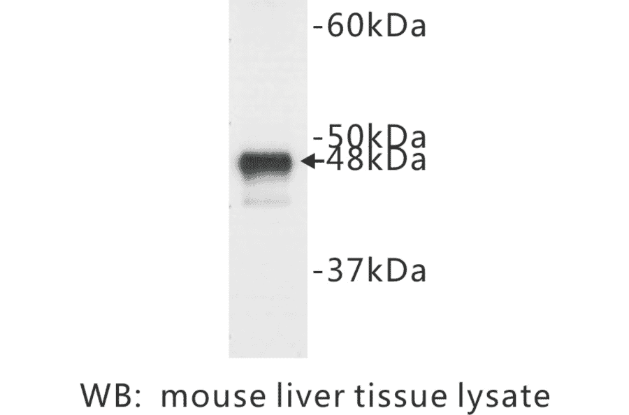Western Blot - Anti-Cytokeratin 18 Antibody (BPA1044) - Antibodies.com