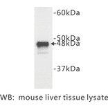 Western Blot - Anti-Cytokeratin 18 Antibody (BPA1044) - Antibodies.com