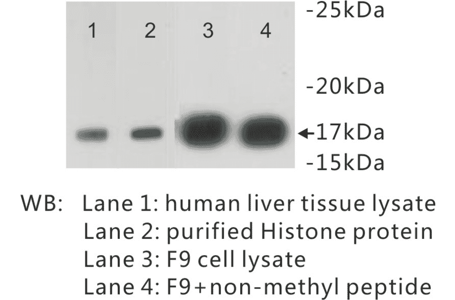 Western Blot - Anti-Histone H3 (di methyl Lys4) Antibody (BPA1045) - Antibodies.com
