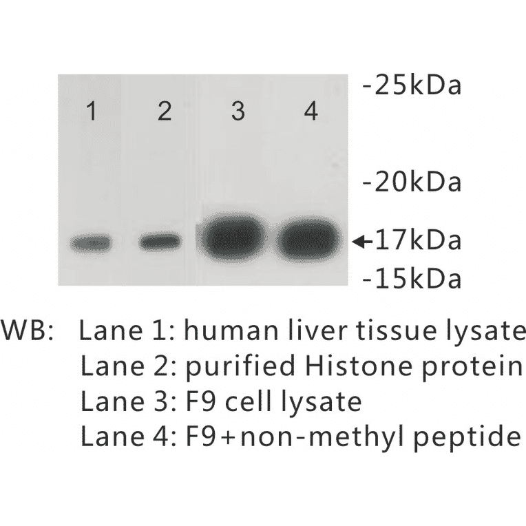 Western Blot - Anti-Histone H3 (di methyl Lys4) Antibody (BPA1045) - Antibodies.com