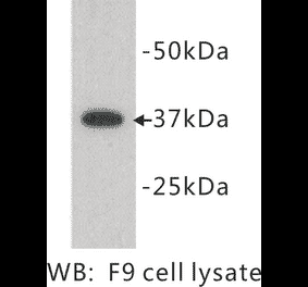 Western Blot - Anti-DPPA2 Antibody (BPA1046) - Antibodies.com