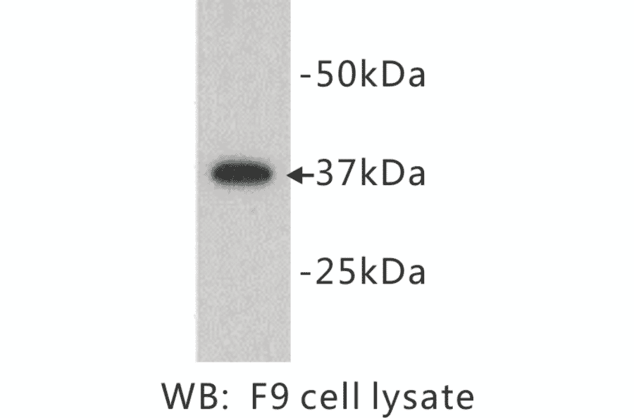 Western Blot - Anti-DPPA2 Antibody (BPA1046) - Antibodies.com