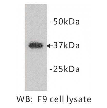 Western Blot - Anti-DPPA2 Antibody (BPA1046) - Antibodies.com