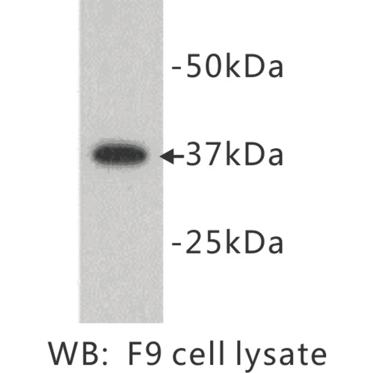Western Blot - Anti-DPPA2 Antibody (BPA1046) - Antibodies.com