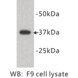 Western Blot - Anti-DPPA2 Antibody (BPA1046) - Antibodies.com