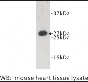 Western Blot - Anti-FADD Antibody (BPA1052) - Antibodies.com