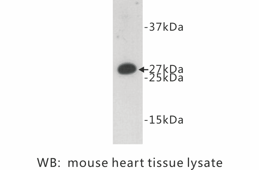 Western Blot - Anti-FADD Antibody (BPA1052) - Antibodies.com