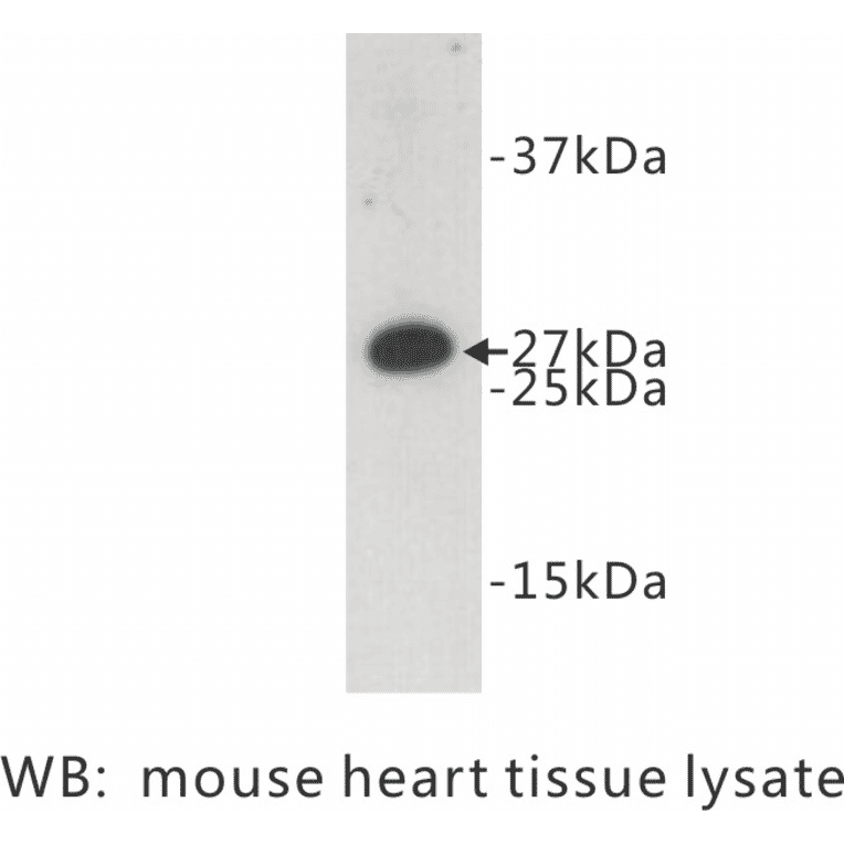 Western Blot - Anti-FADD Antibody (BPA1052) - Antibodies.com